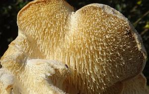 Hericium cirrhatum