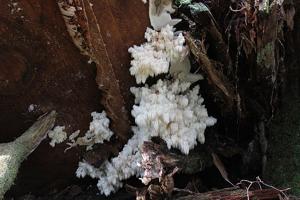Hericium abietis