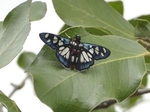 utils/thumbs/Hesperiidae/Abantis_HUJQ4nZEeUCx25acTPiXcp.jpg
