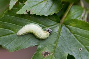 Abraximorpha davidii ermasis
