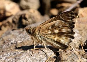 Carcharodus alceae