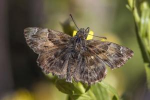 utils/thumbs/Hesperiidae/Carcharodus_e9qa7kLXiiNv6BUqHtohXy.jpg