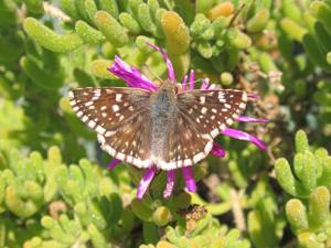 utils/thumbs/Hesperiidae/Chirgus_dpK7AHFmk93LCdzVGsHuuT.jpg