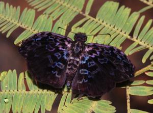 Cycloglypha thrasibulus