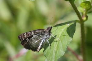 Xenophanes tryxus