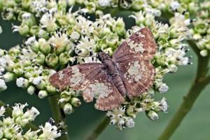 Xenophanes tryxus