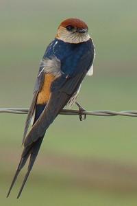 utils/thumbs/Hirundinidae/Cecropis_8MMxvuNmdfURqNDurZ383K.jpg