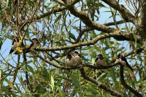 Hirundo rustica rustica