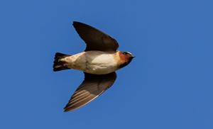 Petrochelidon pyrrhonota