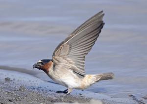 utils/thumbs/Hirundinidae/Petrochelidon_TV6naxsMTDEJju7zjPGono.jpg