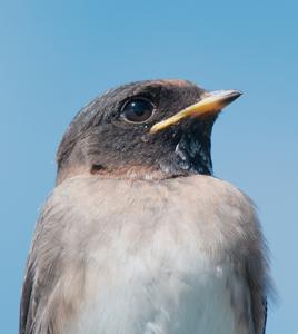 Petrochelidon pyrrhonota