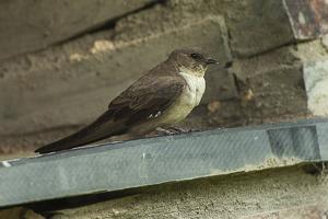 utils/thumbs/Hirundinidae/Ptyonoprogne_T8Y2riXWsAutXJBXXoWA9V.jpg