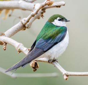 Tachycineta thalassina