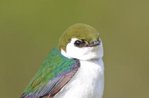 Tachycineta thalassina