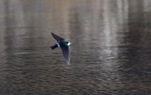 Tachycineta thalassina