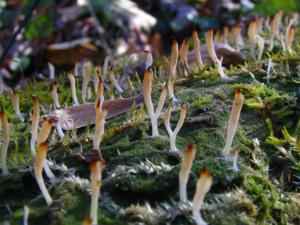 utils/thumbs/Hydnaceae/Multiclavula_k7QqhtfMfNAfVPGZrrdeWQ.jpg