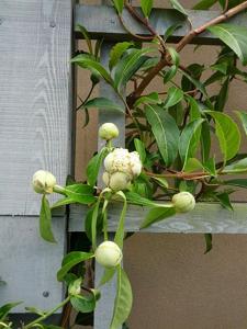 Hydrangea integrifolia