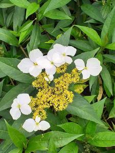 Hydrangea chinensis
