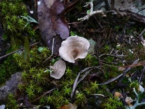utils/thumbs/Hygrophoraceae/Arrhenia_Guw2XNfWi7evAsw6JzWYNY.jpg