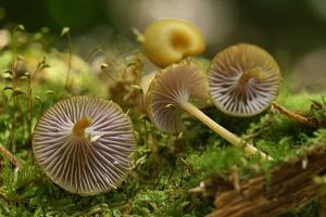 utils/thumbs/Hygrophoraceae/Chromosera_6RxCRtpuFF2t7VSZ3GrSBW.jpg