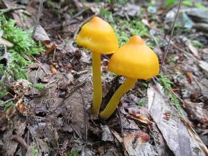 Humidicutis marginata