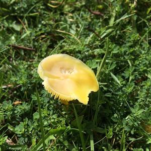utils/thumbs/Hygrophoraceae/Hygrocybe_SCg3symcxSwjCdRLTvXLv2.jpg