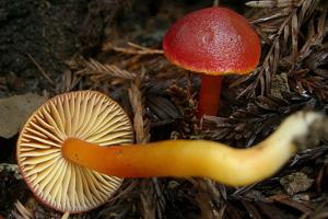 utils/thumbs/Hygrophoraceae/Hygrocybe_gPaDKhHBuDB2aFsnx95Muo.jpg