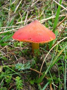utils/thumbs/Hygrophoraceae/Hygrocybe_jxP3ydCXTAkQiXFTRxq3ss.jpg