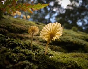Lichenomphalia umbellifera