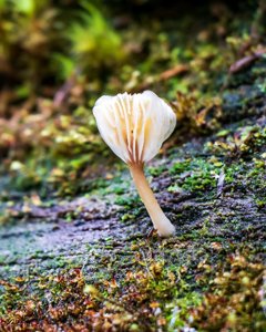 Lichenomphalia umbellifera