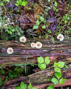 Lichenomphalia umbellifera