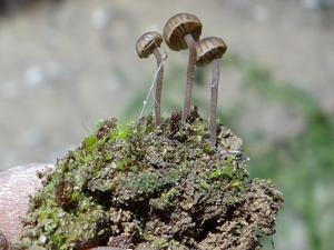 utils/thumbs/Hygrophoraceae/Lichenomphalia_o5MThpeyMdq5u6kTfUN78Y.jpg