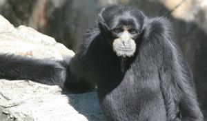 Symphalangus syndactylus