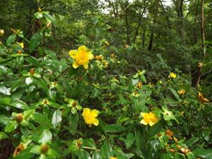 Hypericum frondosum