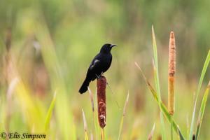 Agelasticus cyanopus