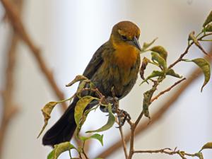 utils/thumbs/Icteridae/Chrysomus_UGh3SfkXbz6KsCJW4EhFGi.jpg