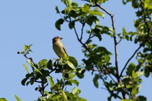 Dolichonyx oryzivorus