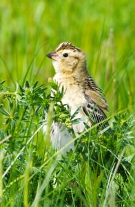 Dolichonyx oryzivorus