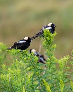 Dolichonyx oryzivorus