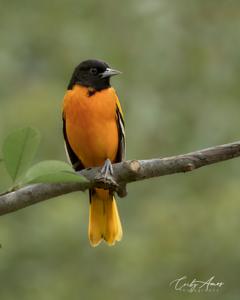 utils/thumbs/Icteridae/Icterus_X7t7eGpydRsb2aVBgsuLKo.jpg