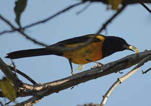 Icterus wagleri