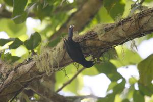 utils/thumbs/Icteridae/Nesopsar_RU9EGhZQQHJfCoBjWhGHjy.jpg