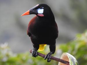 Psarocolius montezuma