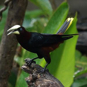 utils/thumbs/Icteridae/Psarocolius_moYqYxZBKaHfdgmH3ZPRjc.jpg