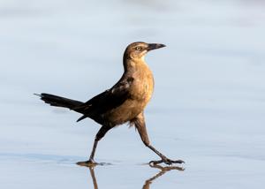 Quiscalus mexicanus