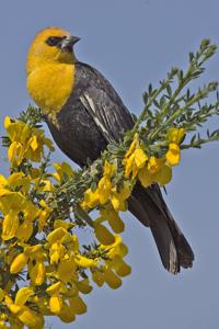 Xanthocephalus xanthocephalus