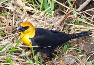 Xanthocephalus xanthocephalus
