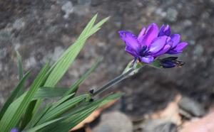 Babiana nervosa