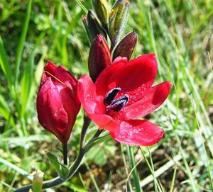 Babiana villosa