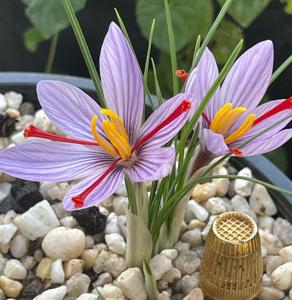 Crocus cartwrightianus
